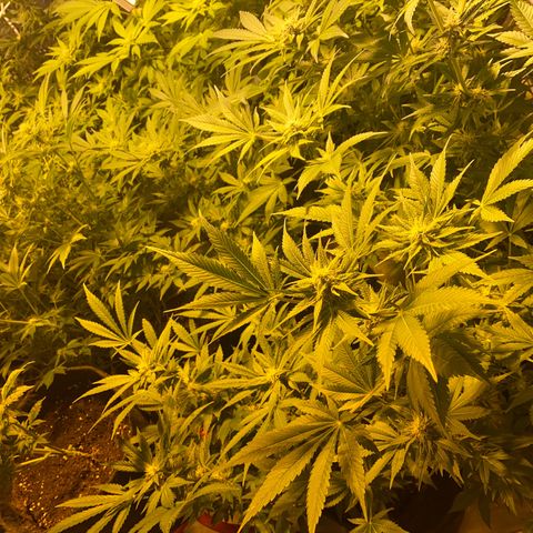 Shark Widow growlog timeline photo