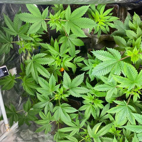 Shark Widow growlog timeline photo