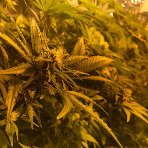 Shark Widow growlog timeline photo