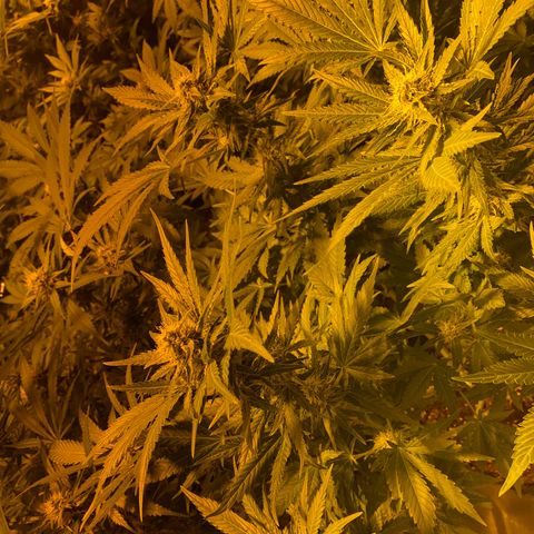 Shark Widow growlog timeline photo