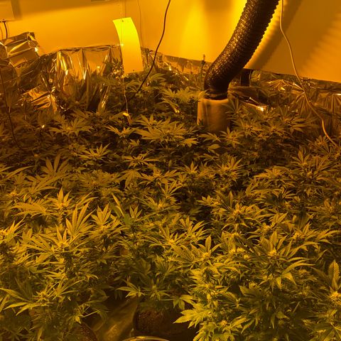 Shark Widow growlog timeline photo