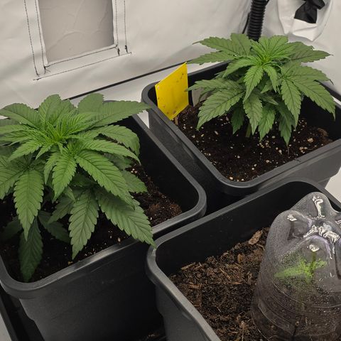 Mary growlog timeline photo
