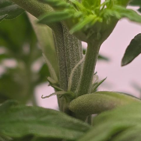 Jane growlog timeline photo