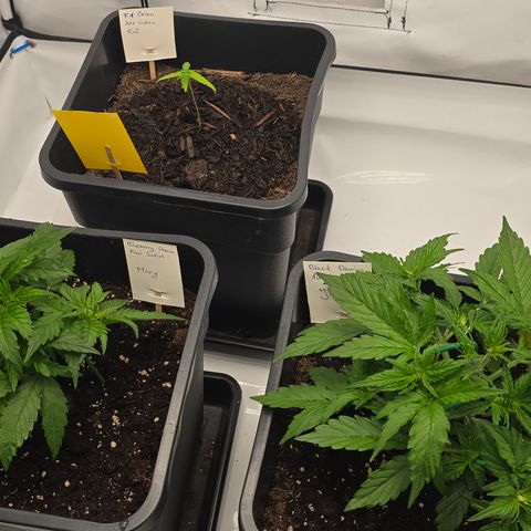 Jane growlog timeline photo