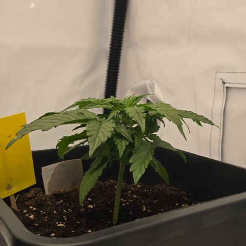 Jane growlog timeline photo