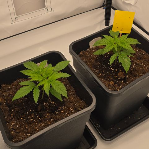 Mary growlog timeline photo