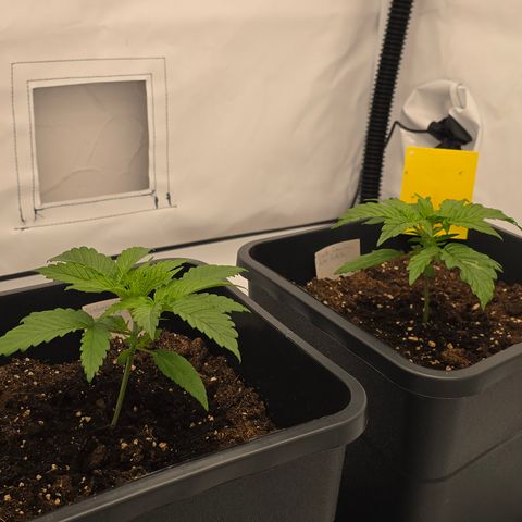 Mary growlog timeline photo