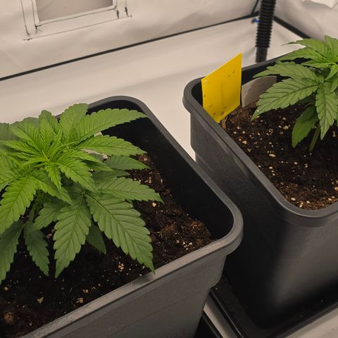 Mary growlog timeline photo