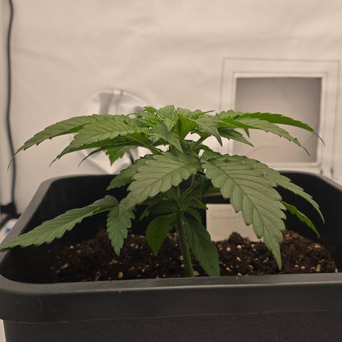 Mary growlog timeline photo