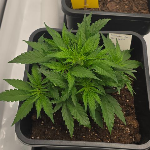 Mary growlog timeline photo