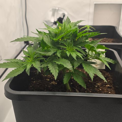 Mary growlog timeline photo