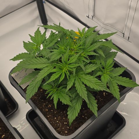 Jane growlog timeline photo