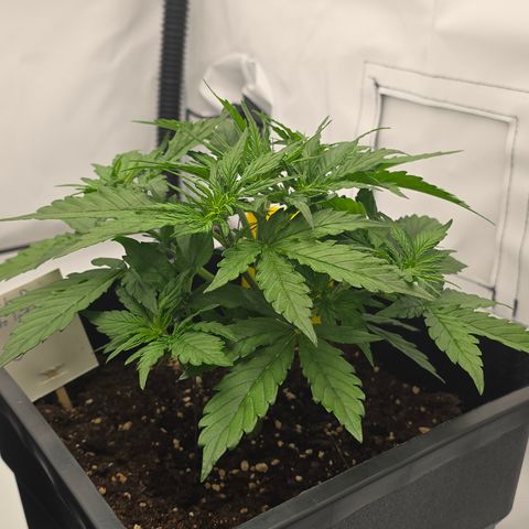 Jane growlog timeline photo
