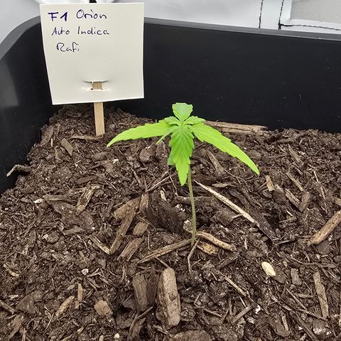 Raphaela growlog timeline photo
