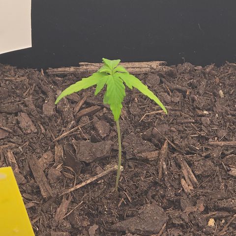 Raphaela growlog timeline photo