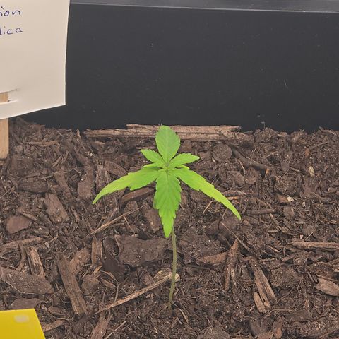 Raphaela growlog timeline photo