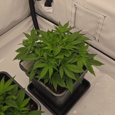 Jane growlog timeline photo