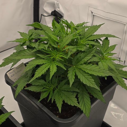 Jane growlog timeline photo