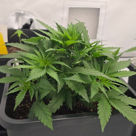 Mary growlog timeline photo