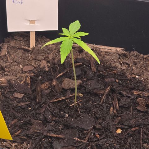 Raphaela growlog timeline photo