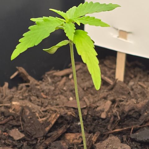 Raphaela growlog timeline photo