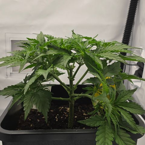 Jane growlog timeline photo