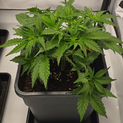Jane growlog timeline photo