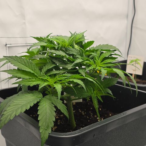 Mary growlog timeline photo