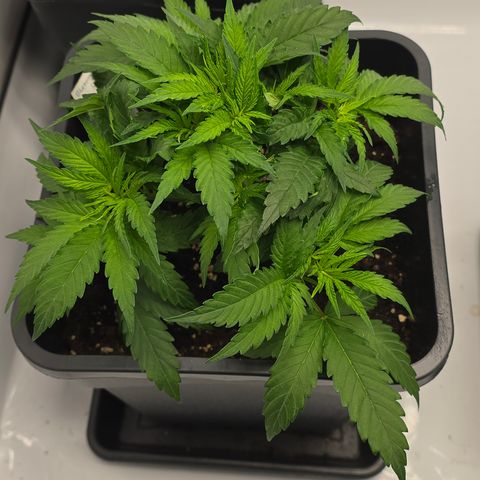 Mary growlog timeline photo