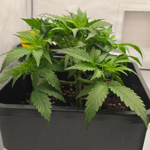 Mary growlog timeline photo