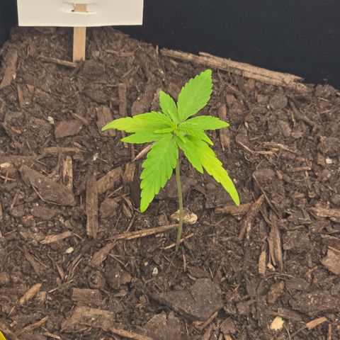 Raphaela growlog timeline photo