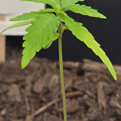 Raphaela growlog timeline photo