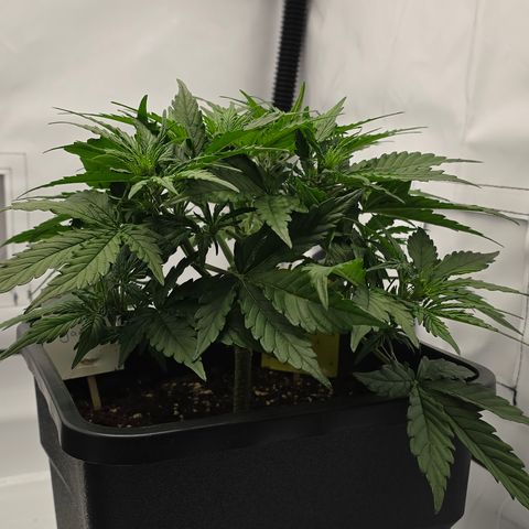 Jane growlog timeline photo