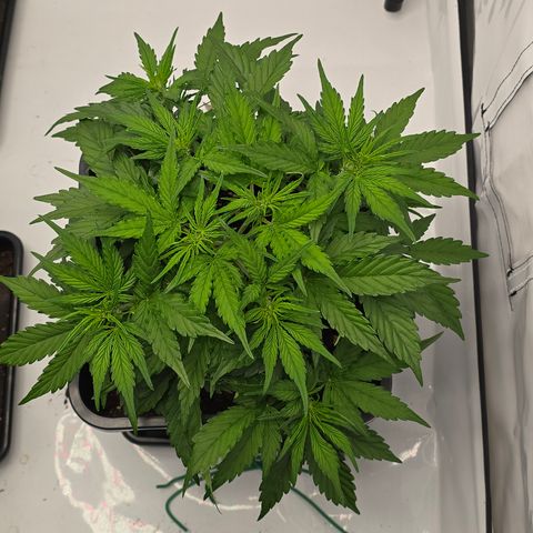 Jane growlog timeline photo