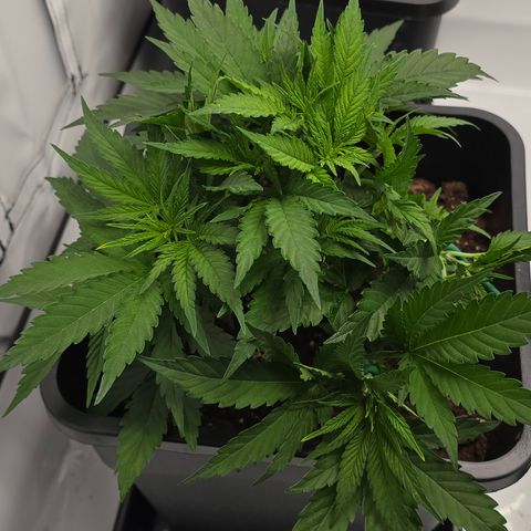 Mary growlog timeline photo