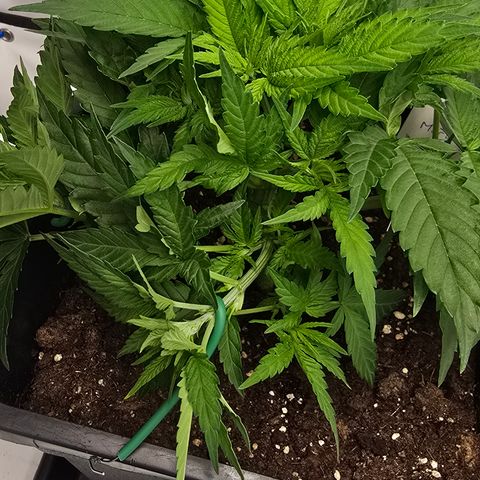 Mary growlog timeline photo