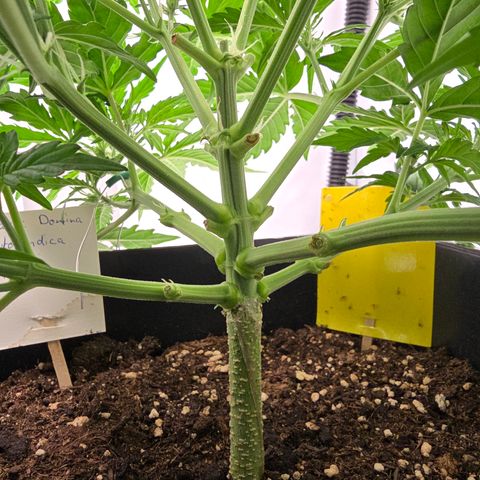 Jane growlog timeline photo