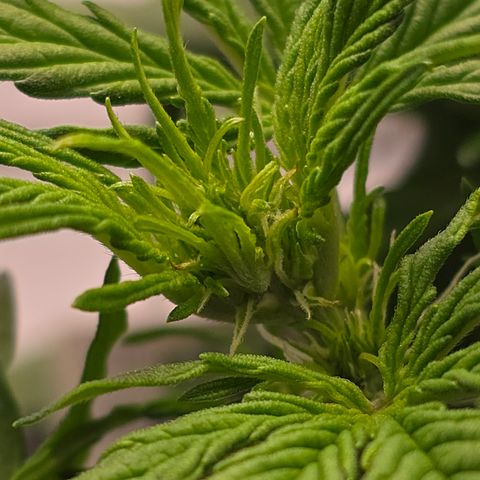 Jane growlog timeline photo