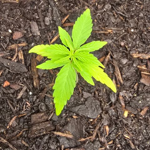 Raphaela growlog timeline photo