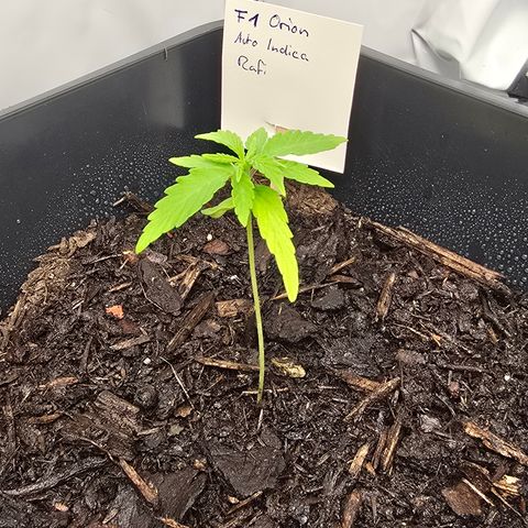 Raphaela growlog timeline photo