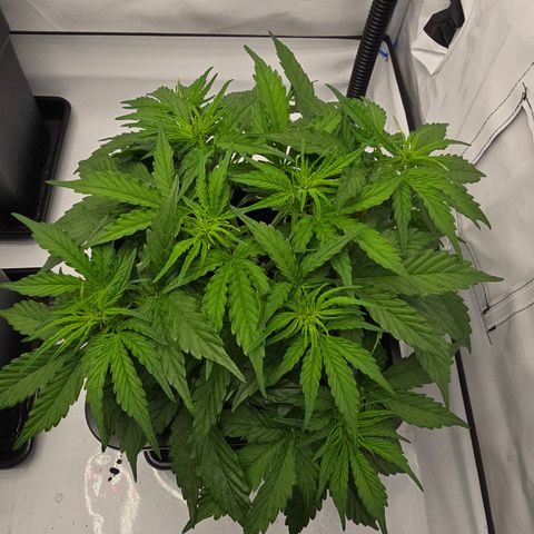 Jane growlog timeline photo