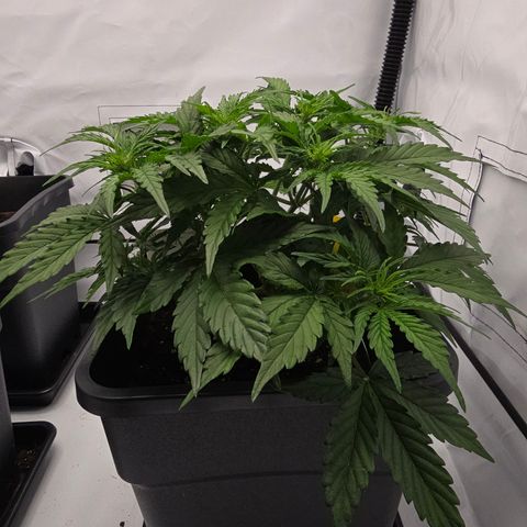 Jane growlog timeline photo