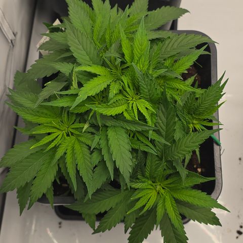 Mary growlog timeline photo
