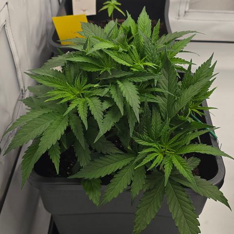 Mary growlog timeline photo