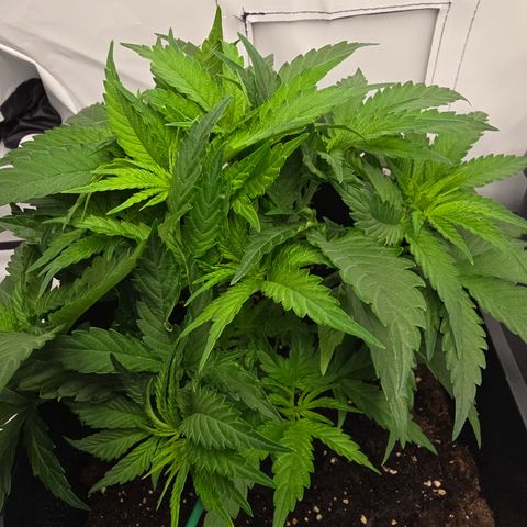 Mary growlog timeline photo
