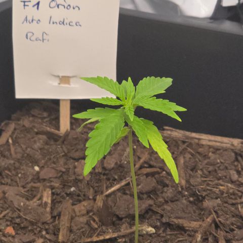 Raphaela growlog timeline photo