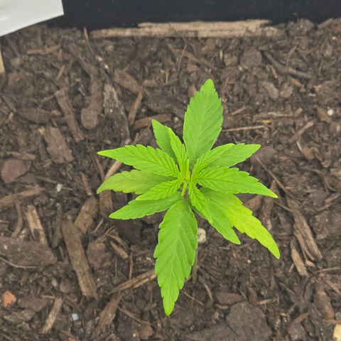 Raphaela growlog timeline photo
