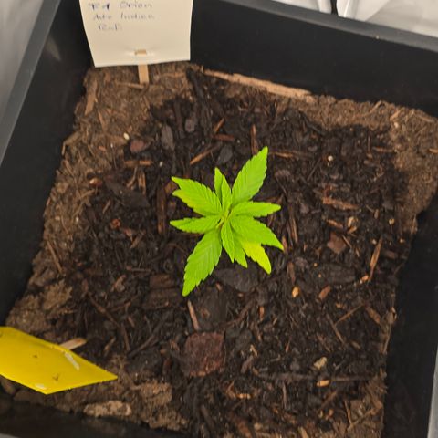 Raphaela growlog timeline photo
