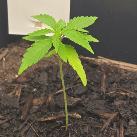 Raphaela growlog timeline photo
