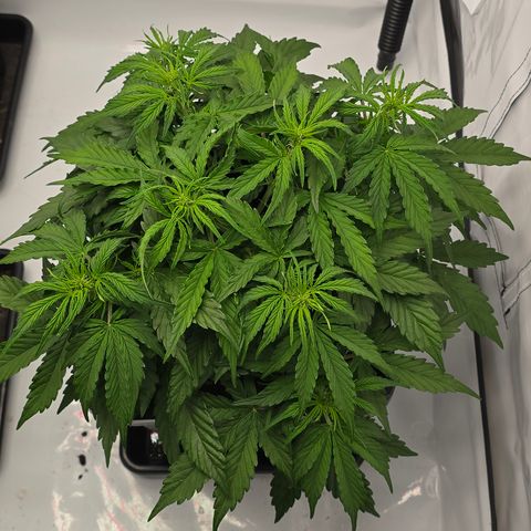 Jane growlog timeline photo